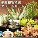 【ふるさと納税】多肉植物特選アソートセット　【花・苗木・多肉・多肉植物・プレゼント・贈り物】