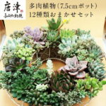 【ふるさと納税】多肉植物エケベリア12ポット おまかせセット アソート 観葉植物 癒し 「2022年 令和4年」