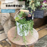 母の日 多肉　母の日 ギフト 多肉植物 「 ホワイトバケツの多肉の寄せ植え 」 1POT 多肉植物 寄せ植え 取手付　白いバケツ　多肉植物 苗 多肉 セット おうち時間 インドアグリーン 観葉植物 ミニサイズ　バケツ ブリキ 　【送料無料】