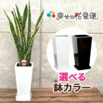 観葉植物 サンスベリア6号鉢 高さ約70cm【サンセベリア トラノオ 開店祝い 新築祝い 誕生日プレゼント 引越し祝い インテリア アジアン モダン スクエア おしゃれな植木鉢 送料無料】【smtb-ms】