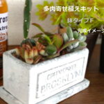 多肉植物の寄せ植えキット(鉢タイプF)【長方形鉢　白】【鉢】と【土】と【多肉植物3種】と【サボテン1種】のセットです。何が入っているかは届いてからのお楽しみ。