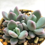 多肉植物 パキフィツム キューティーフィンガー 6cmポット 観葉植物 インテリア ejr