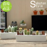 【サボテン 多肉植物　6種類　寄せ植え / レクト　L】/ サボテン 多肉植物 ミニサボテン 寄せ植え 観葉植物 インテリア オシャレ かわいい プレゼント ギフト 雑貨 母の日 父の日 バレンタイン ホワイトデー クリスマス 後藤サボテン GOTO SABOTEN /