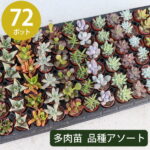 多肉植物 1寸 (1号 3cmポット) 72個 多肉 セット 苗 ノベルティ ギフト 記念品 景品 粗品 ケース 寄せ植え エケベリア カランコエ ハルオシア 初心者 入門 寄植え 品種 アソート おまかせ 市場直送 送料無料 お得 ケース販売 まとめ買い ミニ 寄植 大量 お買い得