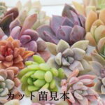 多肉植物 Mサイズカット苗 名前付き10個セット 多肉植物激安カット苗 アレンジ用苗